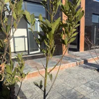 باغ-و-باغچه-و-ویلا-با-سند-و-انشعاب