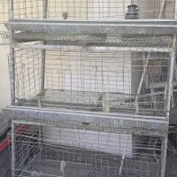 قفس مرغ