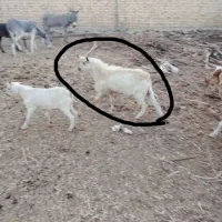 تگه سانن|حیوانات مزرعه|ملایر, |دیوار