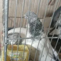 کبوتر جوانع