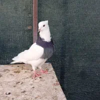 کبوتر فروشی|پرنده|یزد, |دیوار