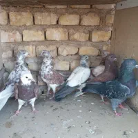 کبوتر پرشی شکار|پرنده|یزد, |دیوار