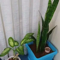 نظافتچی. آقا هستم. با سابقه. و سالم