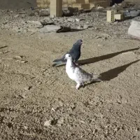 کفتر غریبگیری|پرنده|قرچک, زیبا شهر|دیوار