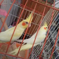 عروس هلندی نر و ماده