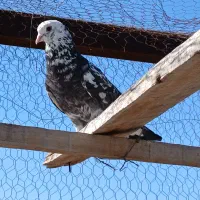 کبوتر نر|پرنده|مبارکه, |دیوار