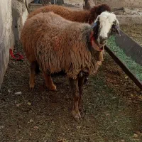 میش|حیوانات مزرعه|خمینی‌شهر, |دیوار