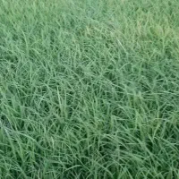 چلتوک سبز دستی فروشی