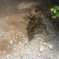 توله مالینیوز بلژیکی