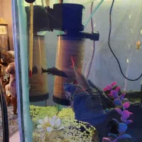 آکواریوم و ماهی|ماهی|هشتگرد, شهرک گلخانه|دیوار