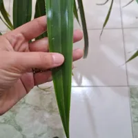 گل زیبای فروشی، برای زیبا کردن محیط شما|گل و گیاه طبیعی|آبدانان, |دیوار
