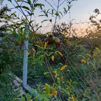 نهال 3ساله انار دانه سیاه و شلیل بارده|خدمات باغبانی و درختکاری|گرگان, |دیوار