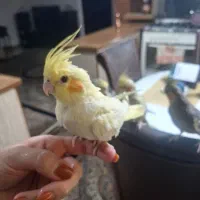 عروس هلندی رام|پرنده|محمدشهر, همایون ویلا|دیوار