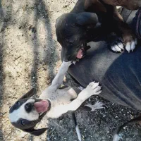 توله سگ شکاری پینتر آلمان|سگ|مینودشت, |دیوار