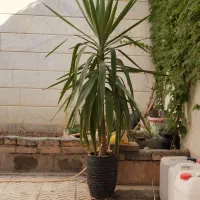 گیاه یوکا (سر حال مناسب خانه و ادارات)