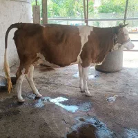 گاو سیمینتال