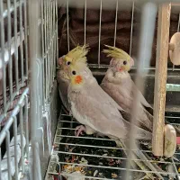 عروس هلندی جوجه