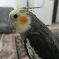 عروس هلندی|پرنده|قدس, شهرقدس|دیوار