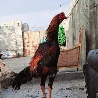 لاری اوشامو بالغ و مولد دانگ بالا
