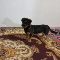 سگ مشکی طلایی