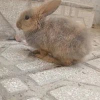 خرگوش لوپ ملوس