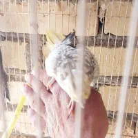 عروس هلندی