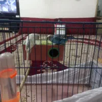 ی جفت مرغ عشق