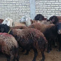 گله میش داشتی