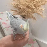 عروس هلندی زیبا و خوش صدا|پرنده|بوکان, |دیوار