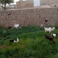 نه عدد بز و بیگ|حیوانات مزرعه|مسجد سلیمان, |دیوار