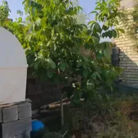 فروش باغ خان زنیان چراب قلندری|فروش زمین و ملک کلنگی|ارژن, |دیوار