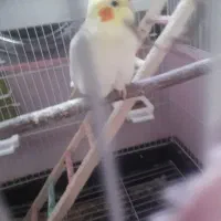 عروس هلندی ماده|پرنده|فشاپویه, |دیوار