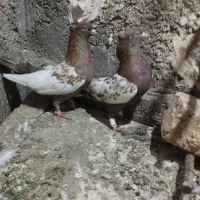 نروماده سینه