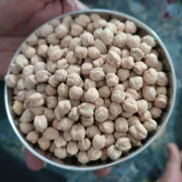 نخود پایه بلند منصور درجه یک