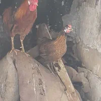 خروس و مرغ