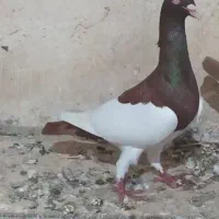 کبوتر یهودی پا بلند نر