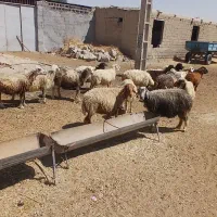 گوسفند|حیوانات مزرعه|اهواز, آریاشهر|دیوار