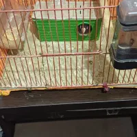 طوطی نقابدار ماده معاوضه انگشتر نقره|پرنده|فردیس, شهرک وحدت|دیوار