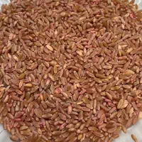 فروش بذر گندم افتاب و سیروان،دهدشت،شبرنگ