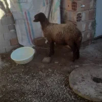 خریدار گوسفند شیر کرده