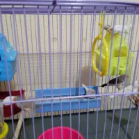 فروش ۹ فنچ|پرنده|شاهین‌شهر, فدک|دیوار