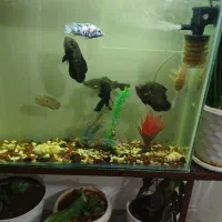 ماهی|ماهی|فرخ‌شهر, |دیوار