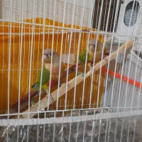 گرینچیک نر و ماده سالم