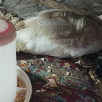 جوجه اردک مسکوی یا اسراییلی|حیوانات مزرعه|ساری, |دیوار