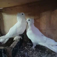 سلام یه جفت پاپر