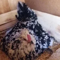 مرغ گلین و جوجه بوقلمون|حیوانات مزرعه|فولادشهر, زاینده رود|دیوار