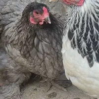 تخم مرغ نطفه دار برهما نژاد دار