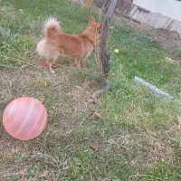 پاگوتای نردوساله|سگ|مرند, |دیوار