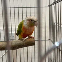 گرینچیک نر دبل رد