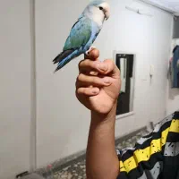 طوطی برزیلی باهوش